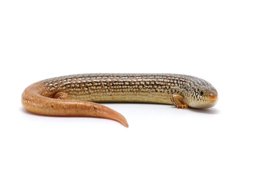 ocellated skink isolated on white background