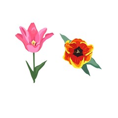 Obraz premium Realistic red and lilac flower tulip. Illustration with spring flowers