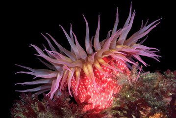 Naklejka na ściany i meble Red sea anemone