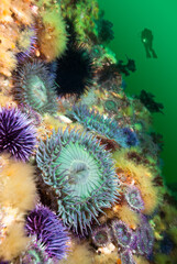 Fototapeta na wymiar Anemones on reef