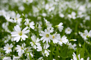 Stellaria holostea greater stitchwort perennial flowers in bloom, group of white flowers on green background