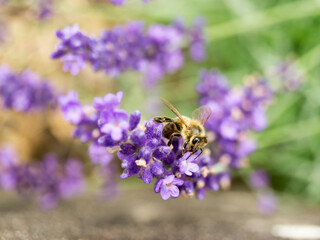Biene auf Lavendel