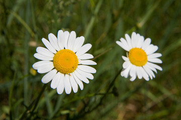 Obraz premium The ox-eye daisy (Leucanthemum vulgare)