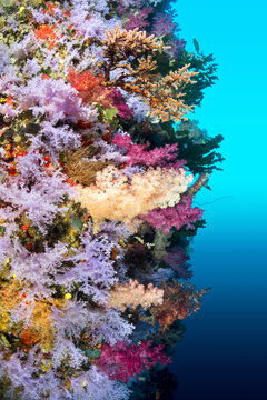 Naklejki Colorful reef wall