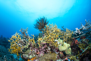Fototapeta na wymiar Fire coral on reef