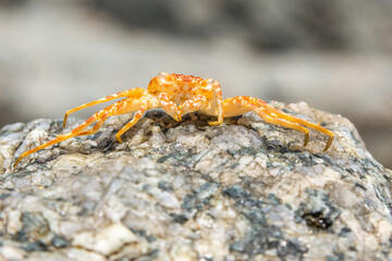 Dead crab on a rock in Thailand