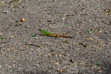 Green lizard on a ground