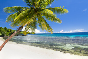 Exotic beach with palm tree