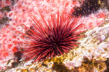Sea urchin