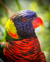 Naklejka premium Colorful Parrot Bird Close-up