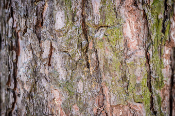 Natural background. Texture of the bark of a tree on the whole frame. Horizontal frame