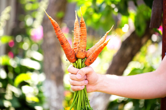 Carrots in farmers hands.
