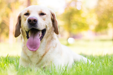 Smiling labrador dog