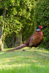 freilebender männlicher Fasan (torquatus Typ) in der Balz, Seeland Dänemark