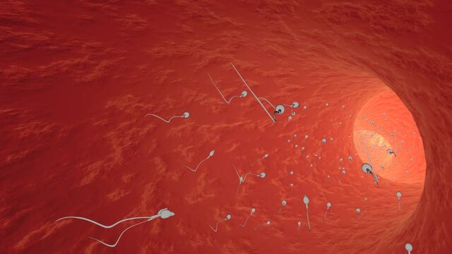 Many sperm cells. 3D rendered looping animation.