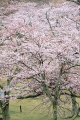 さくらの里の桜 (雨)