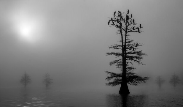 Foggy Morning With Cypress Trees And Birds