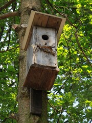 wooden haching box for birds on tree