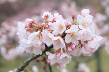 さくらの里の桜 (雨粒)