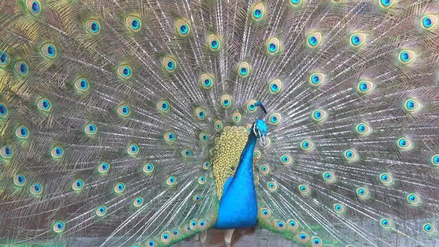 4K video of peacock showing its fan towards female peacock and dancing at Los Angeles