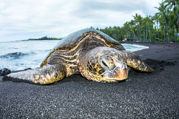 Green turtle on tropical beach