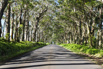 Fototapeta premium Tree tunnel