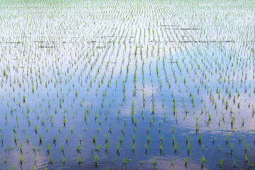 水田に植えられた若い稲
