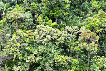 Fototapeta na wymiar Lush rainforest growth