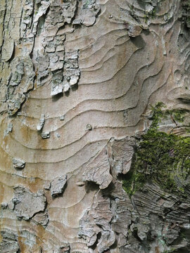 sycamore bark from mature old tree close up