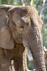 Naklejka premium Elephant
