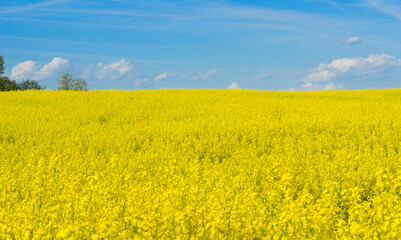 Yellow blossoming rape seeds on a sunny day.