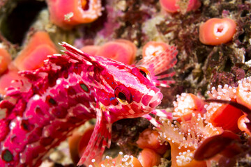 Crevice kelpfish on color reef