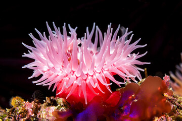 Fototapeta Red sea anemone on reef obraz
