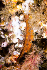 Scallop encrusted with algae