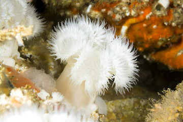 White plume anemone