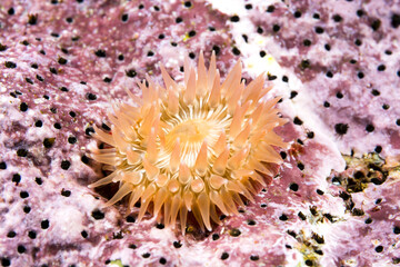 Obraz premium Small juvenile anemone