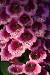 Fox glove close up cluster of trumpets © Peter