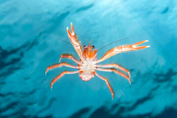 Small tuna crab swimming on ocean