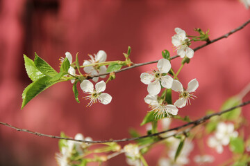 The blooming of  cherry tree