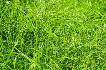 Lush Grass Background