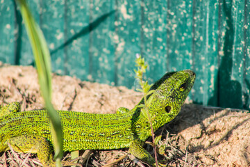 Beautiful magical green lizard in the spring on the sun close.