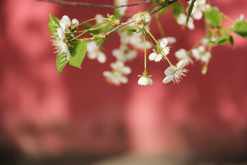 The blooming of  cherry tree