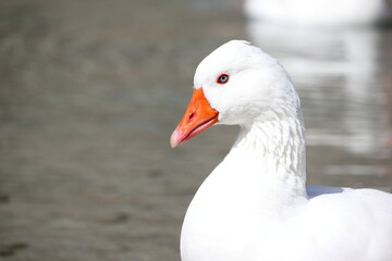 Goose at lake Kournas. Crete, Greece.