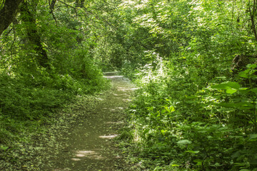 Fototapeta na wymiar Bicycle path through the forest