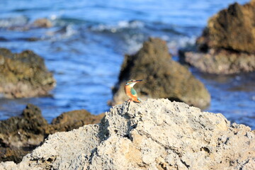 Common kingfisher (Alcedo atthis) on Crete, Greece.