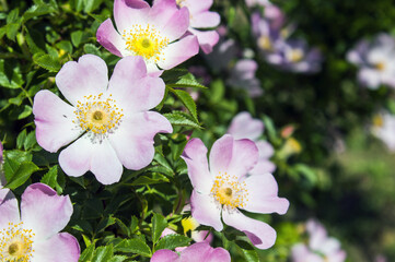Rosehip blooms in the spring in the field