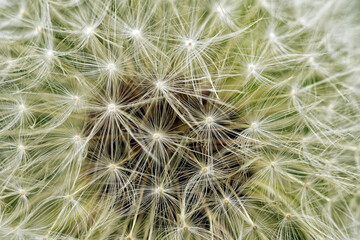 Delicate background of white soft and fluffy seeds of the dandelion