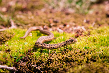 Closeup view of brown garter snake slithering through a moss covered yard
