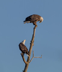 Pair of Bald Eagles