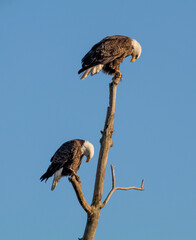 Pair of Bald Eagles